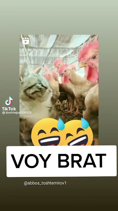 Najim Mushuk 🤣🤣🤣 #cat #najim #mycat #azikboom #funny #catlover #catlike #animal #voice #cute