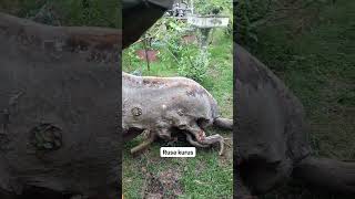 Bonsai Loa material with very unique shape #bonsailoa #bonsai #winatabonsai #bonsaitree #ficusracemo