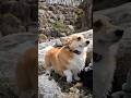 流れを遡るコーギー / A Corgi making her way up against the current. #コーギー #corgi