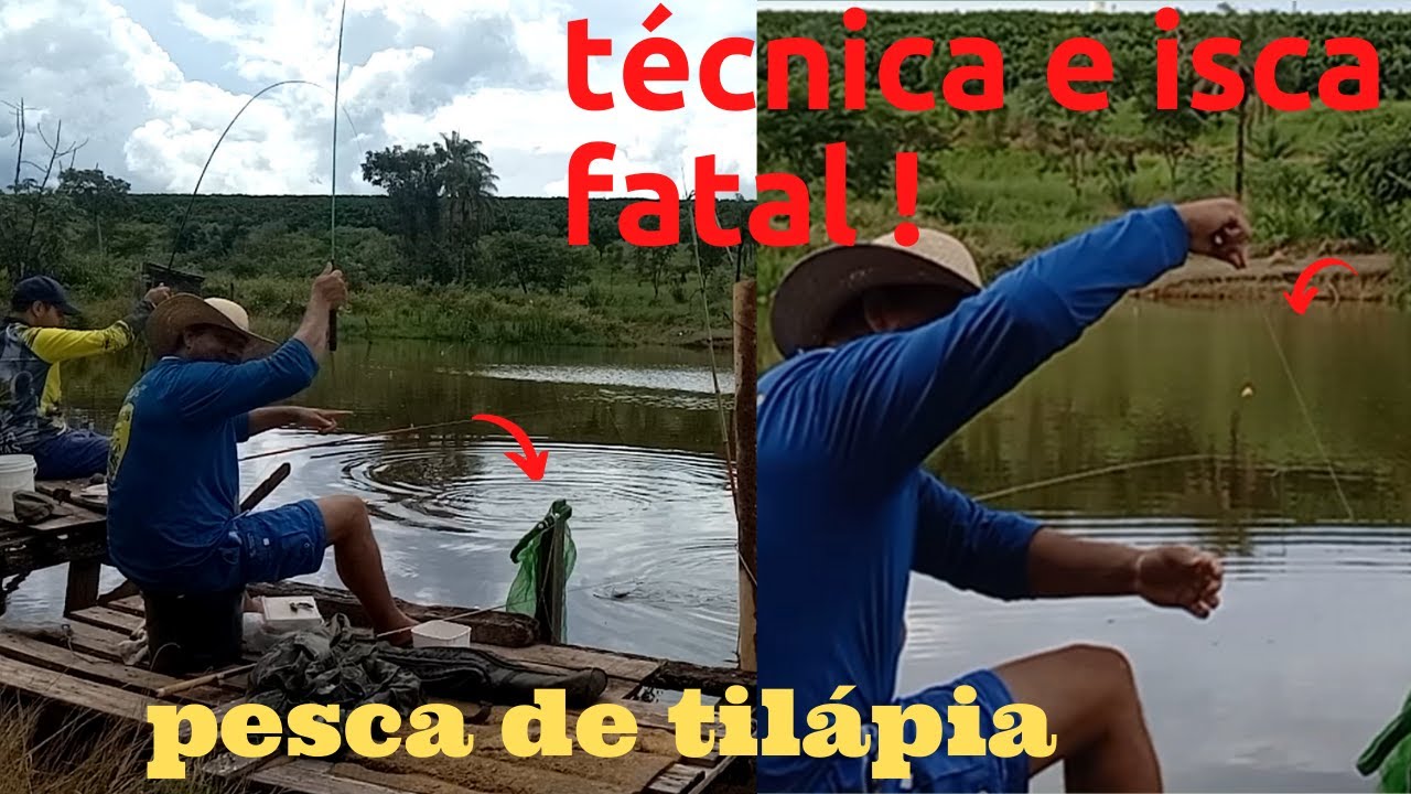 QUAL É A MELHOR ISCA PARA PESCA TILAPIA GIGANTE SELVAGEM EM REPRESA ...