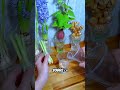 Me Borraron el Video por Hablar de Hidroponía 😳🌱 | #hidroponia