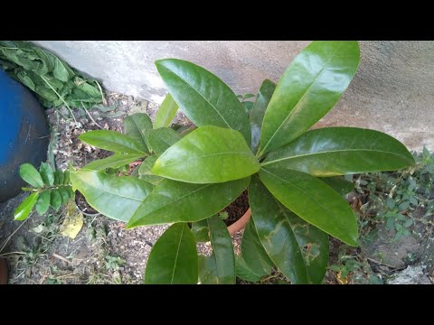 Video: Magnolia grandiflora: açıklama ve yetiştirme