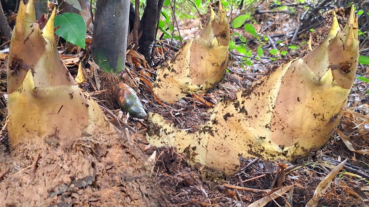 สุดยอด!ความใหญ่!ของหน่อนางดิน! ดง!กกยาง หน่อใหญ๋!สวยงามคัก26มิ.ย.67