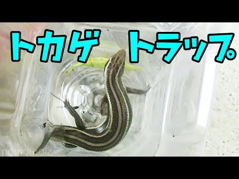 カナヘビ 捕まえ 方