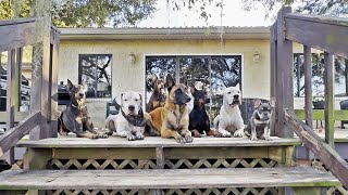 Stella the French Bulldog Puppy's Third Day of Board & Train @Dogmata by Dogmata 581 views 4 months ago 26 minutes