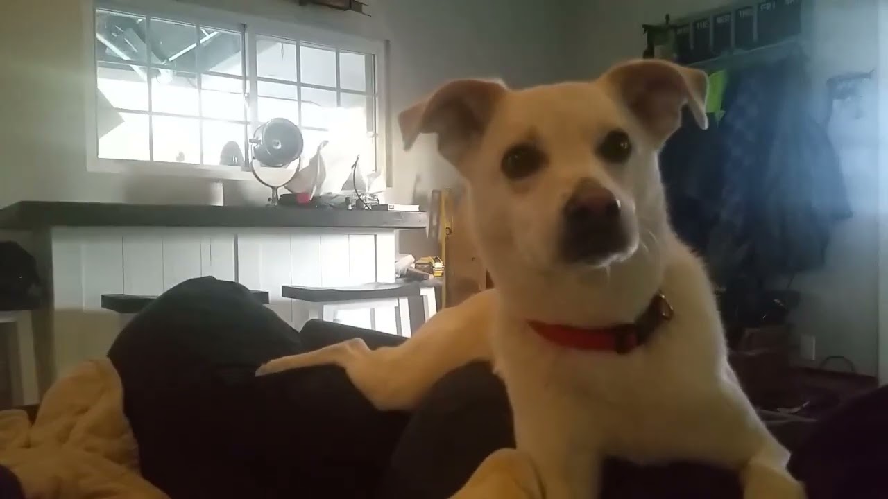 House & Pet SItting Louie & Max in Kansas City, MO!