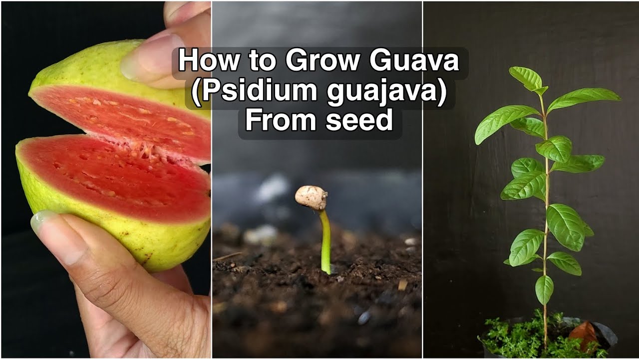 HOW TO GROW GUAVA (Psidium guajava) FROM SEED