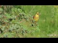 Žuta strnadica - Yellowhammer - Emberiza citrinella