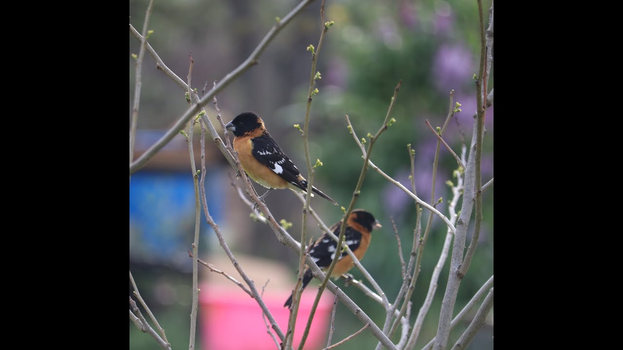 Bird Feeder Visitors YouTube