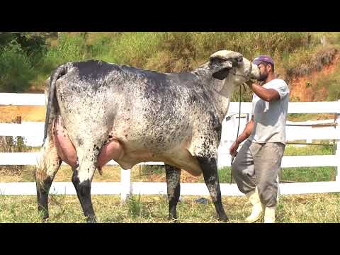 LOTE 37   193   FAZENDA SÃO PEDRO   LEILÃO ALIANÇA GENÉTICA   DIA 25 DE MAIO   20HS