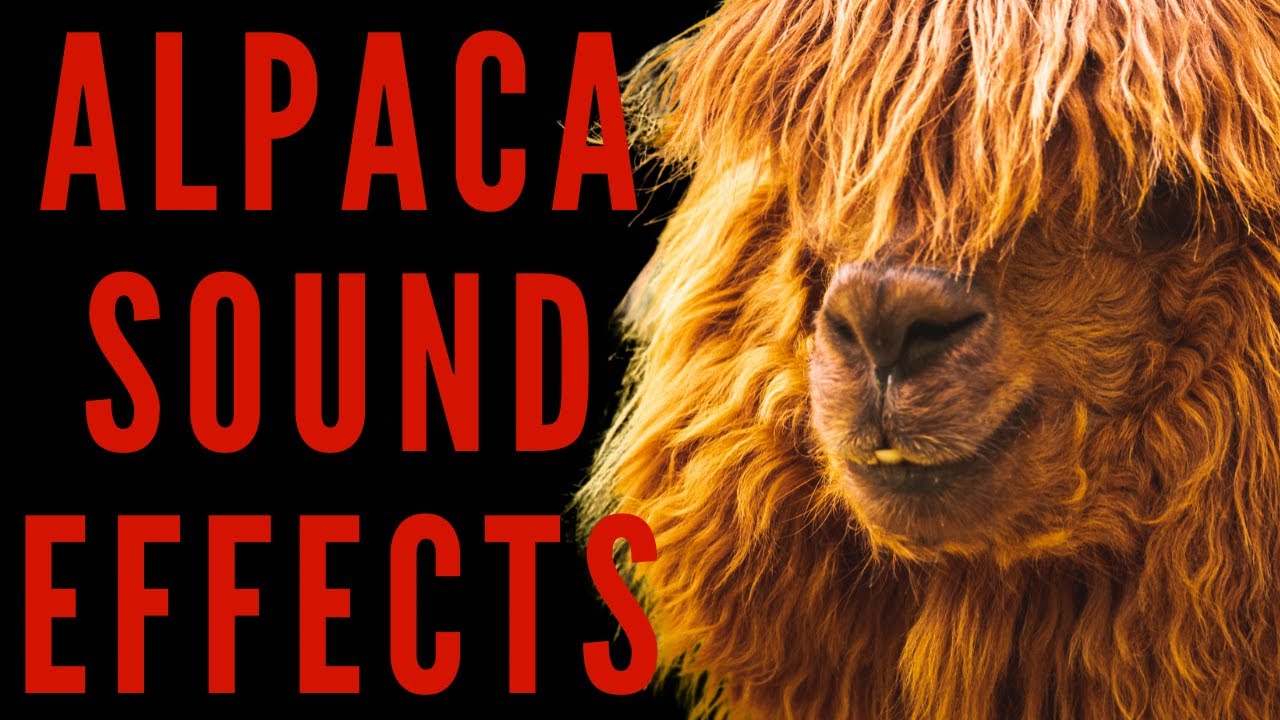 AMAZING VOCALIZATION OF ALPACAS Alpaca Sound Effects maktub_ytv