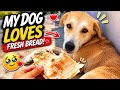 Hungry Dog Enjoying a Simple Meal Under the Hot Sun ☀️🐕