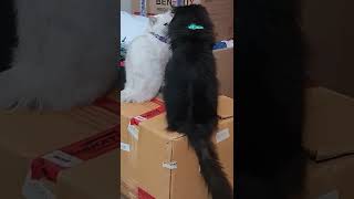 Cat are best friends by MURPHY & LUCY TURKISH ANGORA CATS 28 views 1 year ago 1 minute, 3 seconds