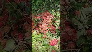 Pohon Rambutan Buah Rambutan Panen Rambutan rambutan  viral fruit shorts