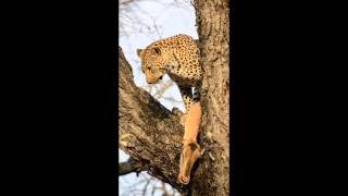 Famous Leopard hoisting Impala kill Net Worth
