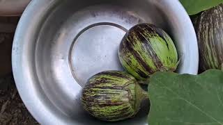 Roasted Baigan Ka Bharta. Highly Nutritious, Healthy & Delicious , Traditional Dish