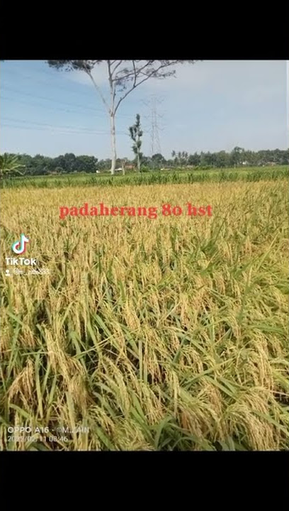 padi unggul PADAHERANG 80hst panen RECOMENDED