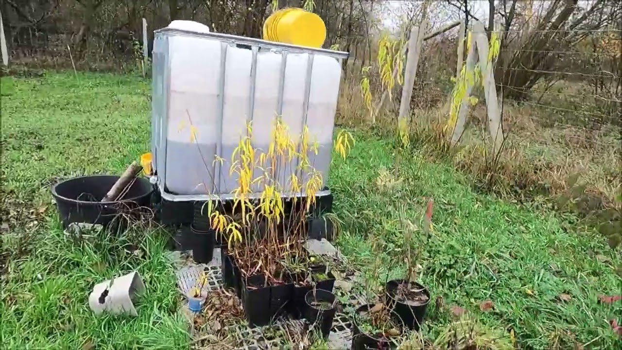 Wierzba wiciowa (Salix viminalis) wierzba energetyczna - 2 lata od posadzenia.