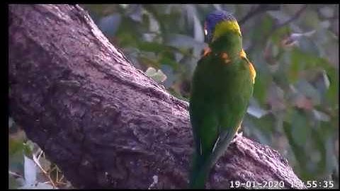 More Rainbow Lorikeets at the WB Sea Eagles