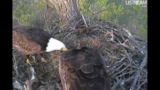 Decorah Eagles Whose Fish Is This?  4-6-12  7:00pm CST