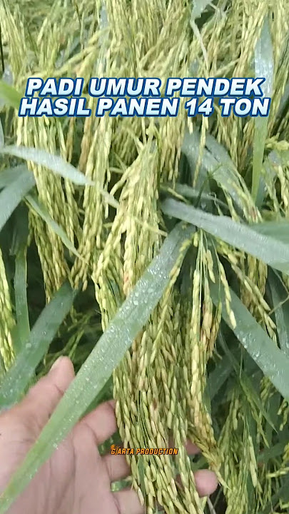 PADI UMUR PENDEK HASIL PANEN 14 TON/HA #shorts