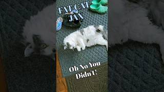 Cat Scoots Butt on the Floor! #shorts #funny #cat