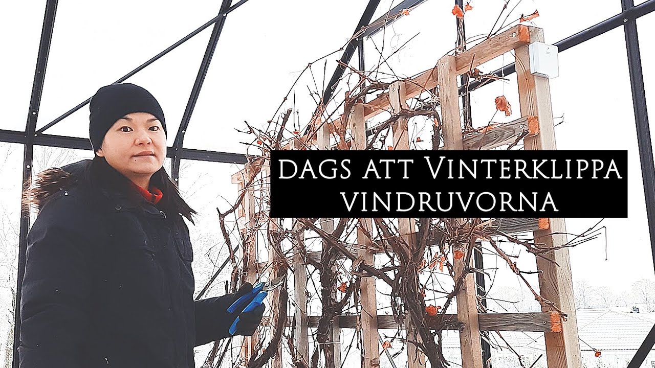Hur jag klipper/beskär vindruvor på vintern i minusgrader | Leva hållbart på villatomt