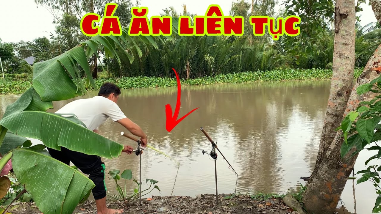 Câu Cá Tra Sông - Thả Mồi Là Cá Ăn Dính Liên Tục (A Ling) Dính Hugo Khủng | Fishing - Miền Tây