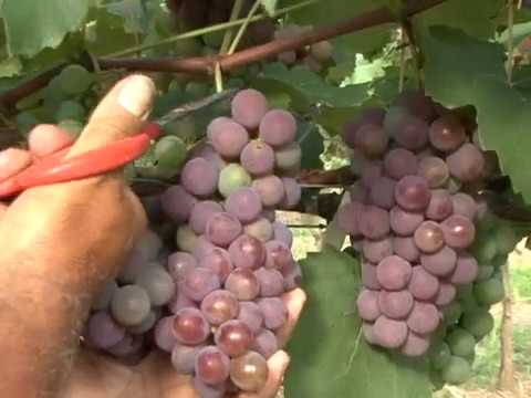 Vídeo: Como Beliscar Uvas? Colheita De Uvas No Verão Em Brotos Desnecessários Para Iniciantes