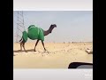 شيخات المنصير