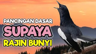 TERAPI SORE KACER GACOR NGEPLONG SANTAI MEMANCING KACER LAWAN AGAR IKUT BUNYI LANGSUNG NYAUT GACOR