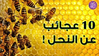 10 عجائب عن النحل لم تكن تعرفها وبعضها سوف يدهشك