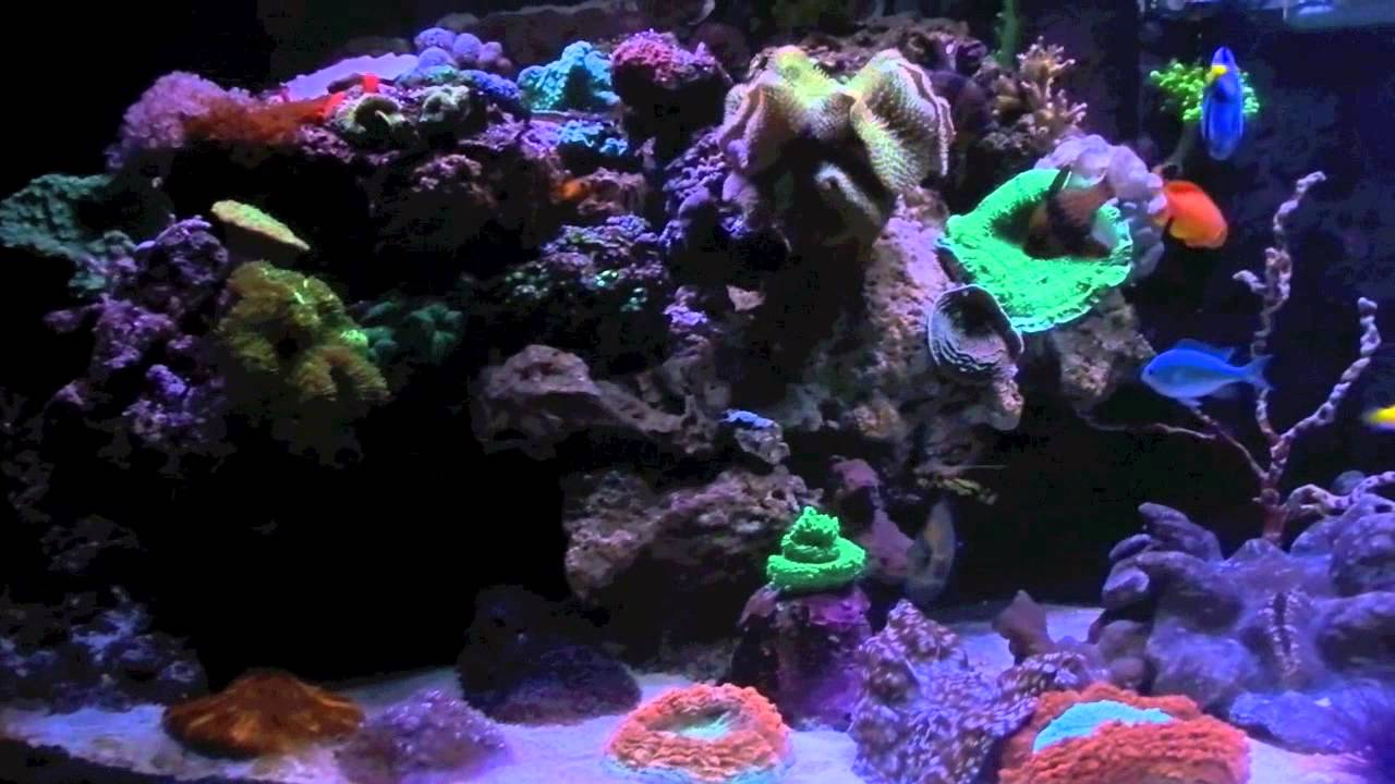 Reef 