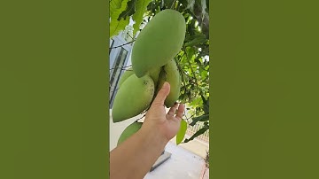 Hái xoài cát Hòa Lộc chín cây trong sân nhà @Hahuynhpq #shortvideo #trongtrot