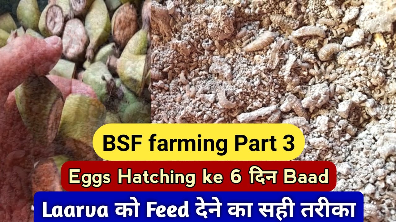 Egg hatching ke 6 Din bad | bsf larvae pharming ine hindi | black soldier fly farming