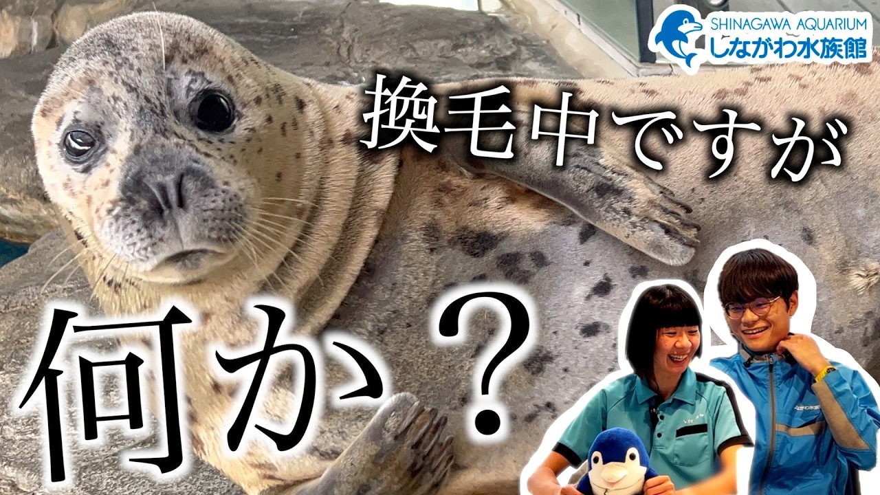Part 1! Watching with the Zookeeper at Shinagawa Aquarium [Spotted