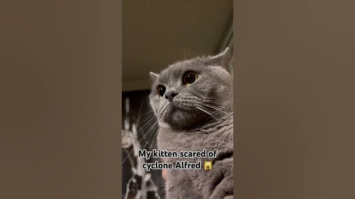 Watch the video about I am scared of cyclone Alfred on the Gold Coast , please go away 💨 #britishshorthair #cat #cyclone
