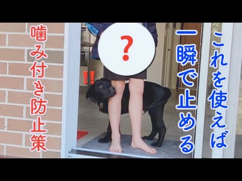 一瞬で甘噛みをやめさせる方法【黒ラブ】ラブラドールレトリバー 子犬
