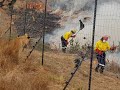Using Fire as Protection for the Big Cats