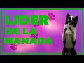 Tecnica, consejos y tutorial de Adiestramiento Canino+Lider de la Manada+como educar a tu perro 2019