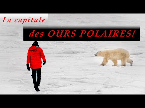 Vidéo: Quand Voir Des Ours Polaires, Des Bélugas Et Des Aurores Boréales à Churchill, Au Canada