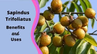 Zyrex Sapindus Trifoliatus Tablet / Powder फायदा और उपयोग | सेवन विधि | ऑर्डर करे : +91 8779921180 screenshot 2