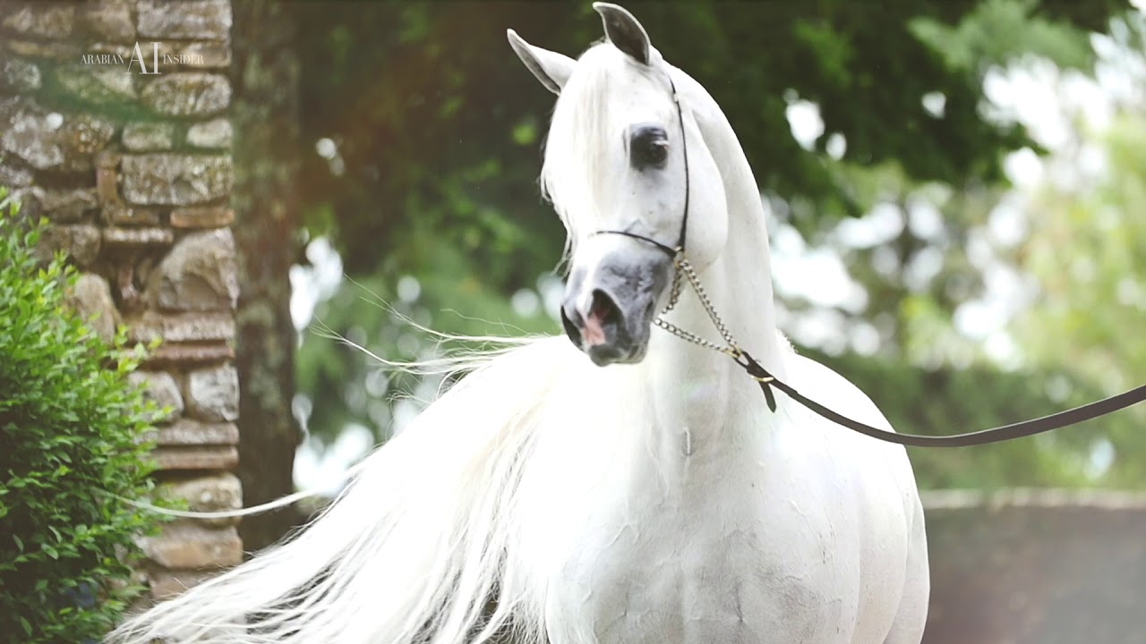 Arabian Horse Magazine -Excalibur EA - Al Saqran Stud - Version 2019