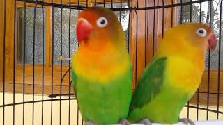 V2movie Kicauan Nyaring Prenjak Buat Pikat Dan Masteran