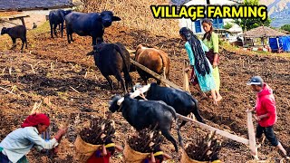 Farming Village People  | Nepali Mountain Village life | Traditional Nepali Village