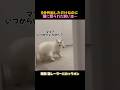 5分いなかっただけで 猫が…