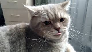 Взорвал интернет! Толстый кот злодей - Самый злой кот в мире. Говорит пошёл на мама МАаа МА... .