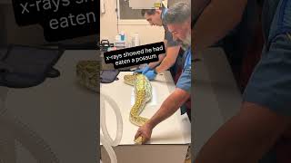 8-foot python that devoured possum rescued from N.J. backyard
