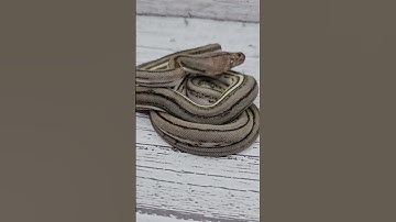 Wow.... Anery Super Tiger Super Dwarf Retic.......