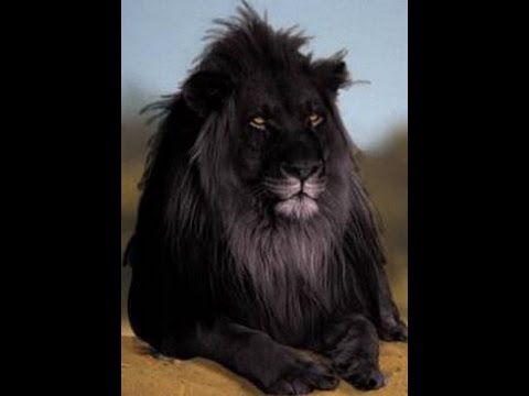 What Is Ect >> Rare Animal Hybrids, You Won't Believe Existed.... - YouTube What Is Ect >> Rare Animal Hybrids, You Won't Believe Existed.... - YouTube